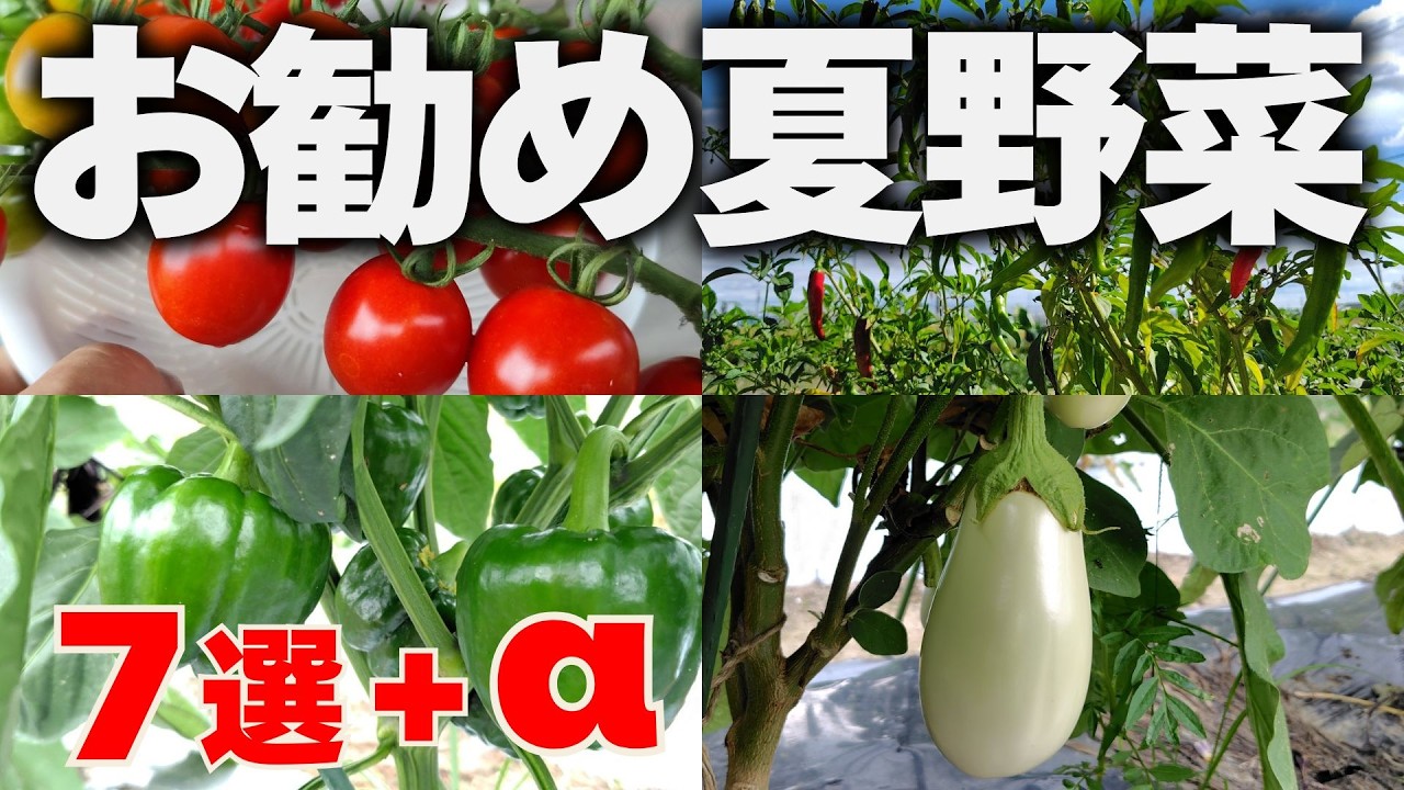 【初心者必見】家庭菜園で今年お勧めの夏野菜7選＋α