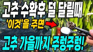 고추 수확후 덜달릴때 이것을 주면 가을까지 고추가 주렁주렁! 고추 덜달릴때 해결방법!