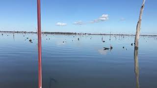 preview picture of video 'Through The Red Gum Forest - Murray River - Lake Mulwala'