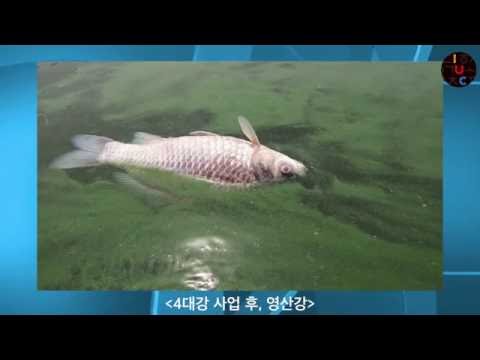 IUC 특별강연 <80-90년대 서울의 노거수와 도시개발>