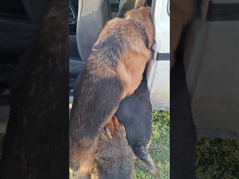 Вот к чему привело ожирение немецких овчарок, не повторять!