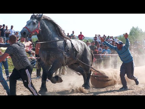 Cai de tracțiune proba de simplu și premierea Marginea - Bucovina 15 Iunie 2025