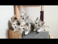 Lagu Ning Nang Ning Nang Ooo Kucing Lucu