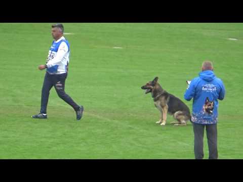 2019 WUSV IGP WM in Modena 60 ESP‐5 ALBERTO MARTINEZ GON  BLIXTRASPORT'S ASTOR M B79