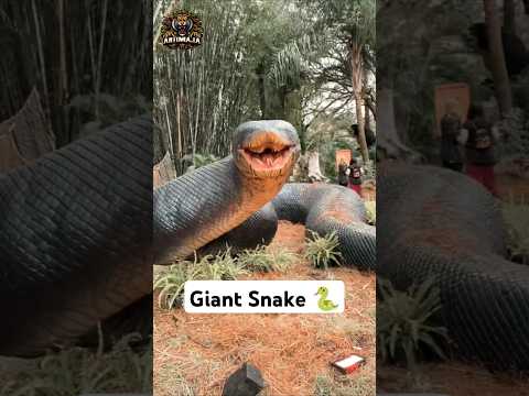Animal transformation | Giant anaconda #animals #animaltransform #anaconda