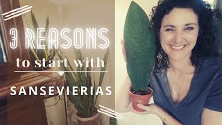 3 Reasons to Start with Snake Plants | Beginners Guide to Houseplants