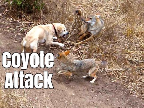 Coyote Attacks Cat -  Dog Saves Cat