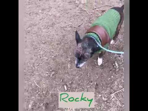 Rocky, an adopted Chihuahua Mix in Danbury, CT_image-1