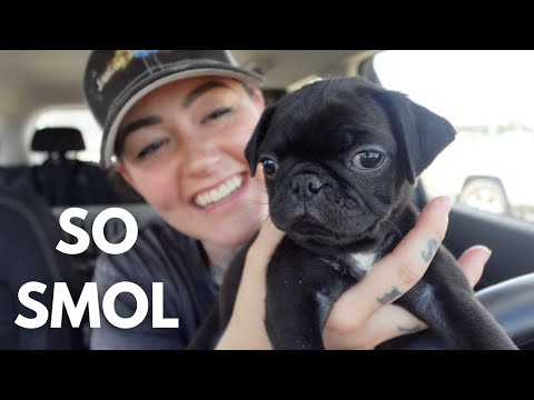 Ep 15 | Surprising my Mom with an 8-Week-Old PUG PUPPY!