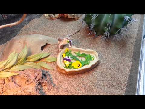 Dipsosaurus dorsalis, Pico