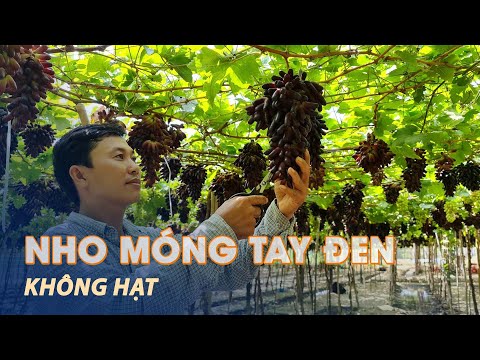 , title : 'Vườn nho ngón tay đen không hạt đầu tiên ở Ninh Thuận hút khách tham quan'