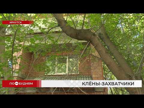 Клёны захватили двор в Иркутске – из-за них свет не проникает в квартиры