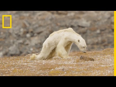 L'agonie d'un ours polaire devient le symbole du changement climatique
