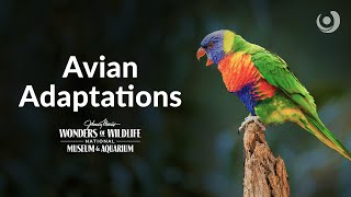 Varsity Tutors' StarCourse - Avian Adaptations with Wonders of Wildlife