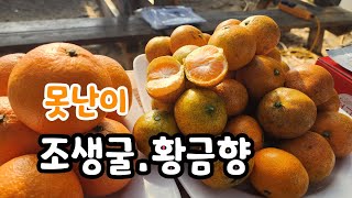 제주 못난이 조생귤.황금향 새콤달콤맛 진짜 맛 최고 (풍기 사과즙)
