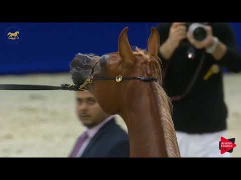 N.126 AL ARYAM SHABAB - Dubai 2019 - Yearling Colts section A (Class 9A)