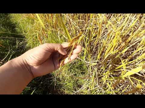 🌾🌾Nan 59, numbers 17 and 18, are they different? This clip has the answer. This is my personal op...