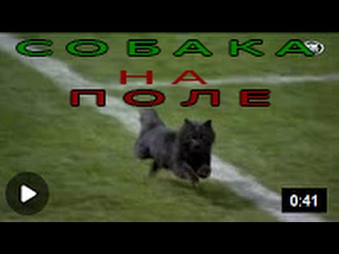 Black cat runs onto field during Sharks Vs Panthers NRL clash