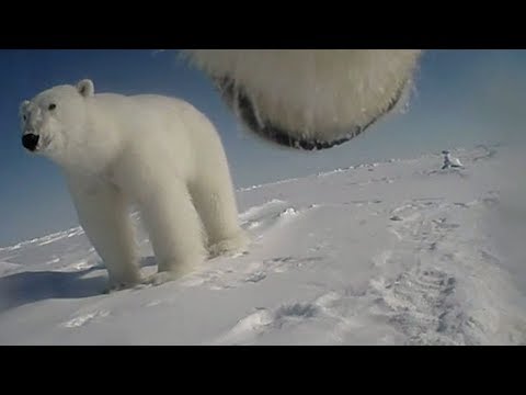 Polar bear body cams capture never before seen behavior from Arctic predator