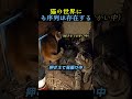 猫の世界にも序列は存在する🐈 #動物 #猫 #shorts #viral