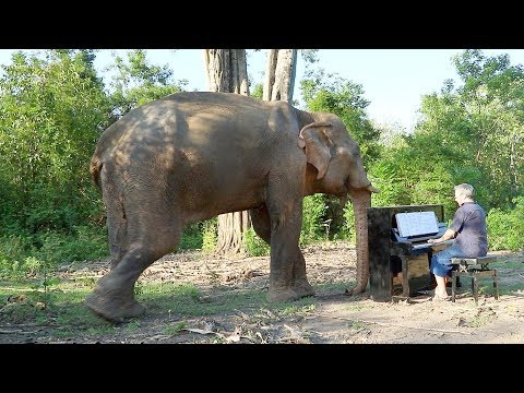“Méditation de Thaïs” on Piano for Chaichana, Bull Elephant