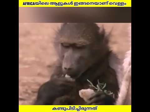 ആഫ്രിക്കയിലെ വേട്ടക്കാർ വെള്ളം കണ്ടെത്തിയിരുന്ന രീതി | Ashik Uncovered | #shorts