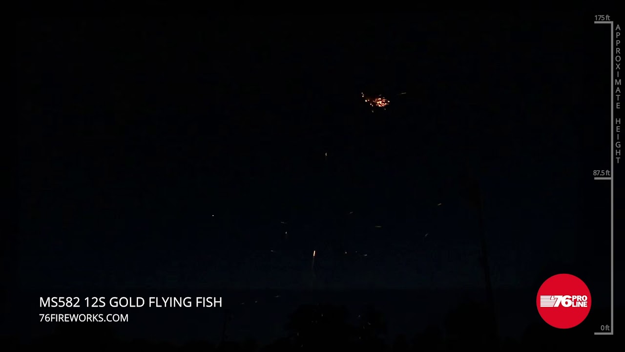 12s Gold Flying Fish