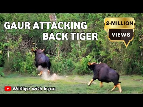 Gaur attacking back Tiger.