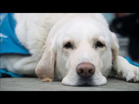 Anaheim Vet (714) 294-2407 | We care about your pets