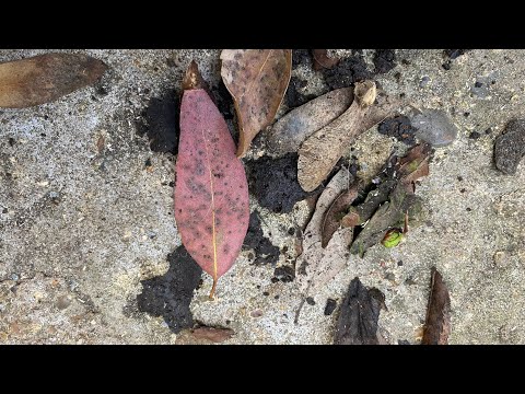 Fiat Ducato 2014 Screen Drain Check. Save your Engine. #autotrail #vanlife