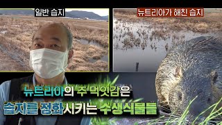 ‘생태계 교란종’ 뉴트리아, 습지 해치며 토종 어종들의 터전 상실ㅣ공생의 법칙(symbiosis) ㅣSBS ENTER.