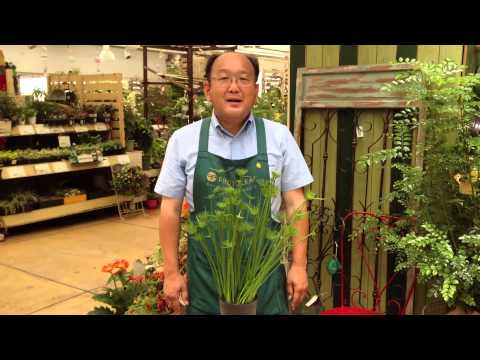 パピルス、パピルス植物 植物