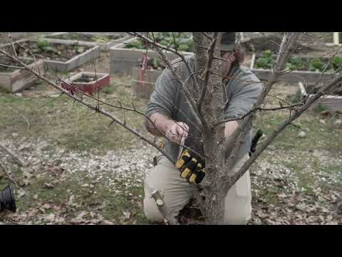 Video preview: Fruit Tree Care Up Close: Larger Diameter Thinning Cuts