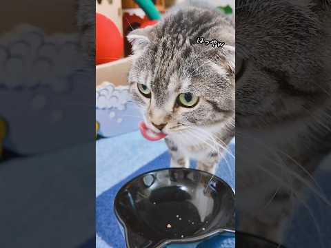 猫が退屈している5つのサイン