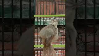 Download lagu CIGUN MUDA BELAJAR NGEBREM        #pancingancigun #ciblekgunungngebrem #cigungacor #cigunmudangebrem mp3