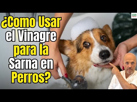 🐶🍎 How to Use Apple Cider Vinegar to Cure Mange in Dogs? 🐶🍎