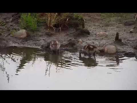 Djuma: Egyptian Goose family - 06:34 - 04/04/20