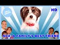 Sox A Family S Best Friend Comedy Family HD Full Movie In English