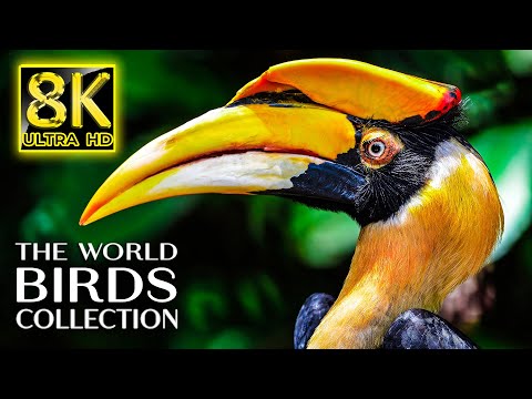 The World of Birds Collection in 8K TV 60fps ULTRA HD | 8K Nature Sound with Relaxing Music