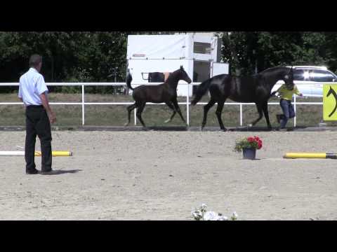 Kollektionsnr. 01, Hengstfohlen von Fürstenball - Stedinger - Charon, * 18.03.2014