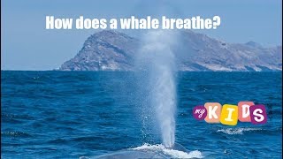 How does a whale breathe?
