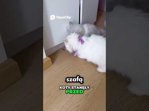 Znalazła Skórę Węża W Swoim Domu!😱🐍 #viral #shorts