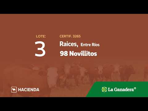 Lote Novillitos Raices