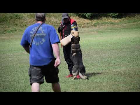 Ranggo z Kuřimského háje