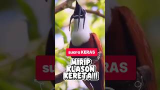 Download lagu Burung atau Alarm? 5 Burung yang Bisa Bikin TELINGA PECAH! #suara #burung #keras #unik #shorts mp3