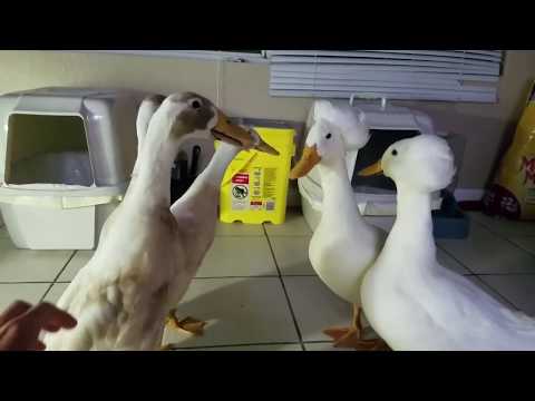 download lagu mp3 mp4 Afro Duck, download lagu Afro Duck gratis, unduh video klip Afro Duck