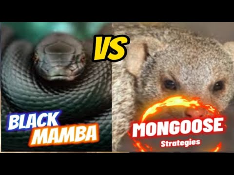 Black Mamba vs Mongoose strategies||educational#animallife #animals #wildlife #mongoosevssnake