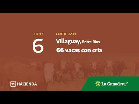 Lote Vacas con cría Villaguay