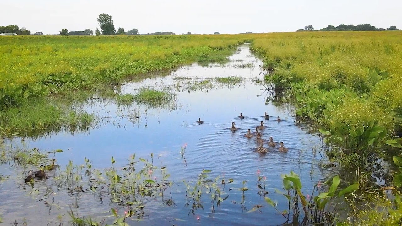 Wetland Mitigation