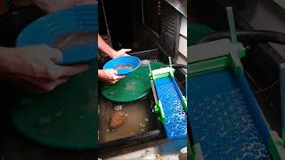 Bent Fork Getting it! (cleanout) #gold #goldmining #goldpanning #goldprospecting